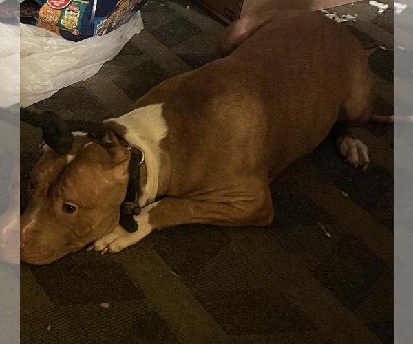 Medium Photo #3  Breeder Profile in HORSHAM, PA, USA