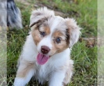 Small #11 Breeder Profile image