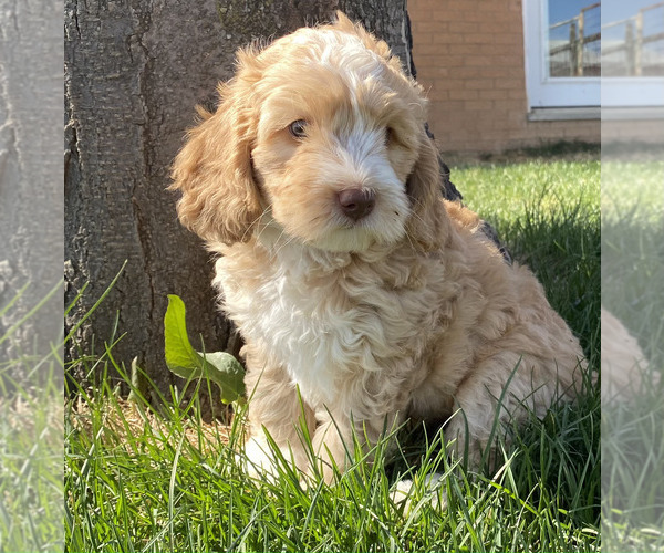 Medium Photo #15  Breeder Profile in LONGMONT, CO, USA