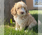 Small #14 Breeder Profile image