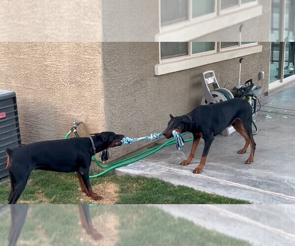 Medium Photo #16  Breeder Profile in PHOENIX, AZ, USA