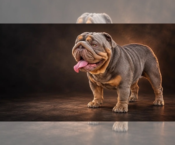 Medium Photo #1  Breeder Profile in CARMICHAEL, CA, USA
