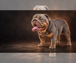 Small breeder photo