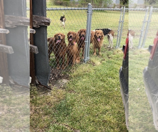 Medium Photo #1  Breeder Profile in ELIZABETH CITY, NC, USA