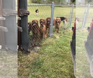 Medium Breeder Profile Photo