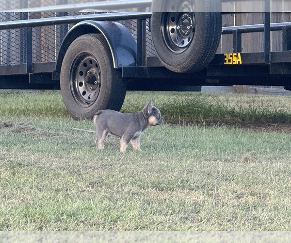 Medium Photo #25  Breeder Profile in LONGVIEW, TX, USA