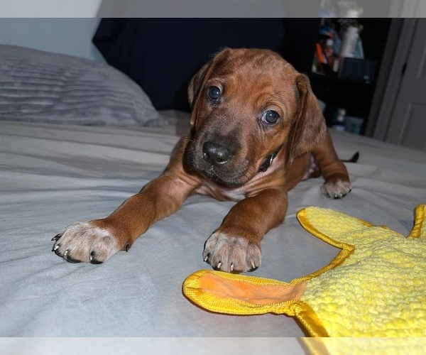 Medium Photo #57  Breeder Profile in MURFREESBORO, TN, USA