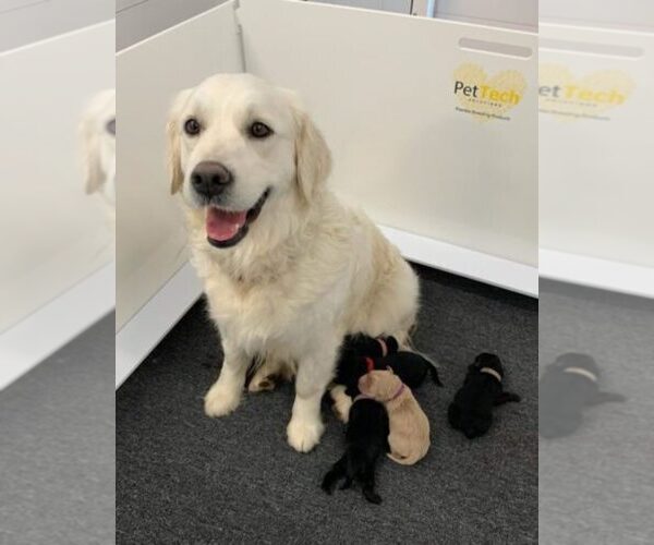 Medium Photo #3  Breeder Profile in Aylmer, Ontario, Canada