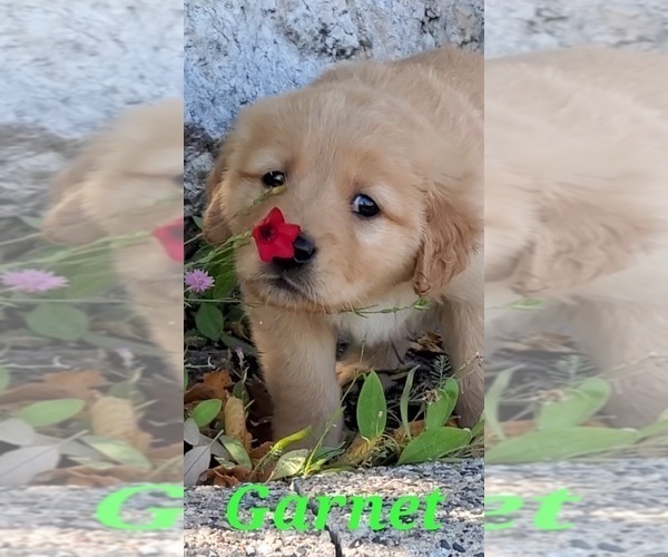 Medium Photo #15  Breeder Profile in KIMBALL, MN, USA