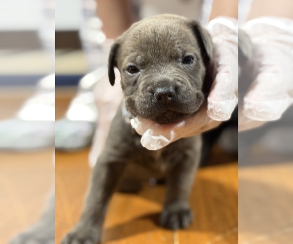 Medium Photo #3  Breeder Profile in LAURINBURG, NC, USA