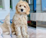 Small #12 Breeder Profile image