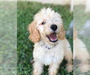 Main photo of Goldendoodle Dog Breeder near CASEY CREEK, KY, USA