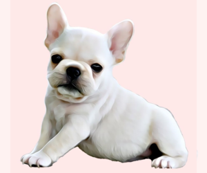 French Bulldog Dog Breeder near THORNTON, CO, USA