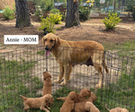 Small #4 Breeder Profile image