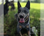 Small #11 Breeder Profile image