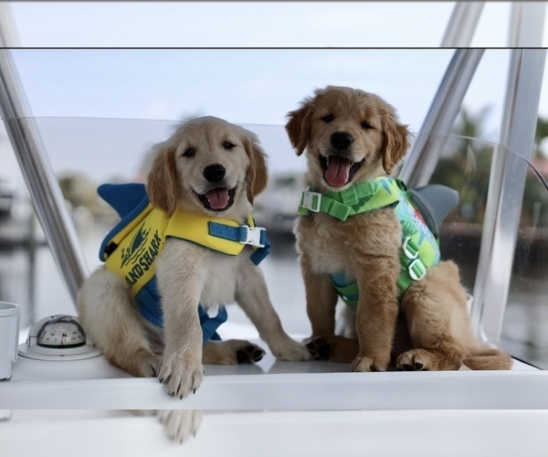 Medium Photo #1  Breeder Profile in DESTIN, FL, USA