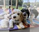Small #7 Breeder Profile image