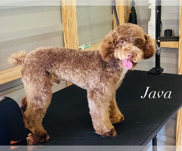 Medium Photo #4  Breeder Profile in MAYO, FL, USA