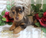 Small breeder photo