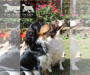 English Springer Spaniel Dog Breeder near OCOEE, TN, USA