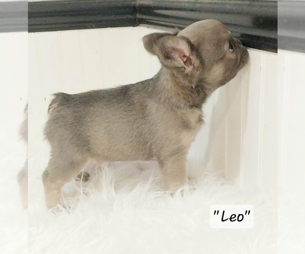 Medium Photo #21  Breeder Profile in COLONIAL BCH, VA, USA