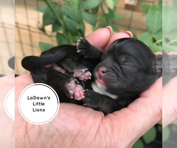 Medium Photo #1  Breeder Profile in ROSMAN, NC, USA