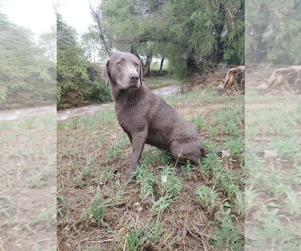 Medium Photo #26  Breeder Profile in FLAGLER, CO, USA