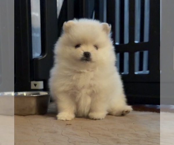 Medium Photo #19  Breeder Profile in KENNESAW, GA, USA