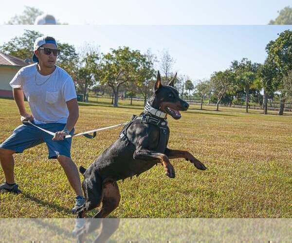 Medium Photo #4  Breeder Profile in FORT LAUDERDALE, FL, USA