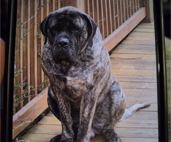 Medium Photo #1  Breeder Profile in WALNUT COVE, NC, USA