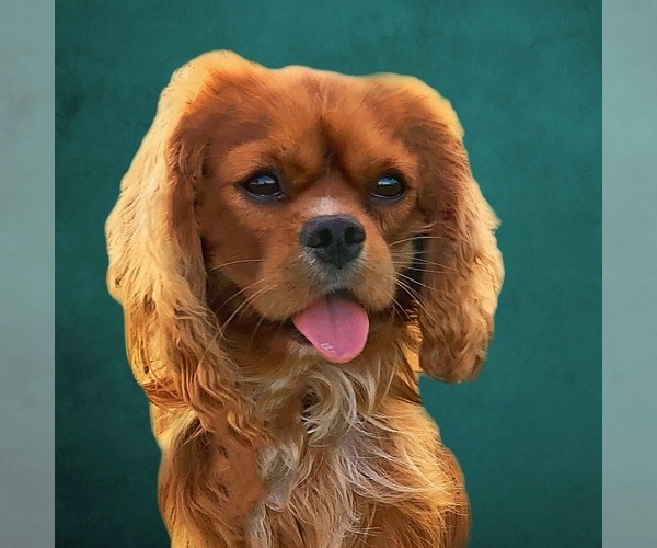 Medium Photo #10  Breeder Profile in MIAMI, FL, USA