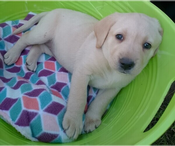 Medium Photo #14  Breeder Profile in IONE, CA, USA