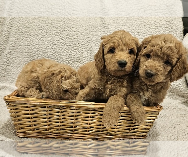 Medium Photo #1  Breeder Profile in EAGLE MOUNTAIN, UT, USA