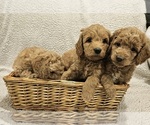 Small breeder photo