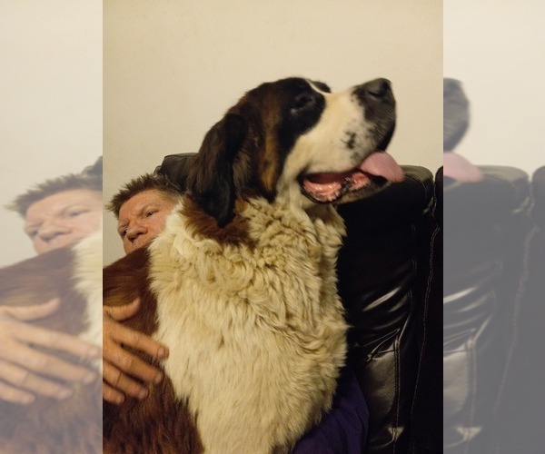 Medium Photo #1  Breeder Profile in JOHNSTOWN, PA, USA