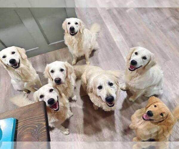 Medium Photo #50  Breeder Profile in URBANA, OH, USA