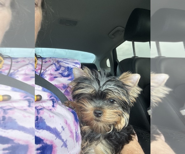 Medium Photo #13  Breeder Profile in DENHAM SPRINGS, LA, USA