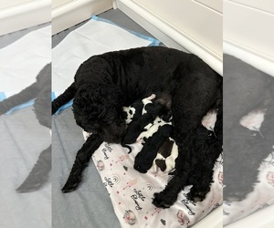 Goldendoodle Dog Breeder near APACHE JUNCTION, AZ, USA