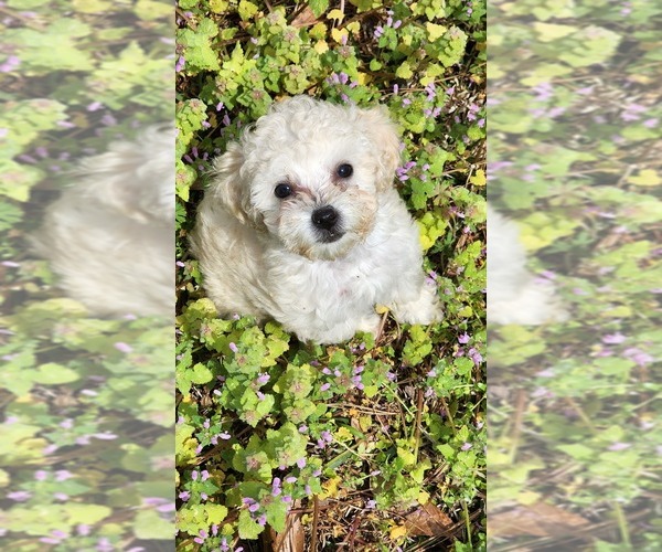 Medium Photo #21  Breeder Profile in ATLANTA, GA, USA