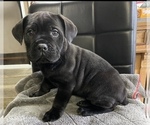 Small breeder photo