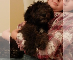 Collie-Poodle (Miniature) Mix Dog Breeder near PERU, IN, USA