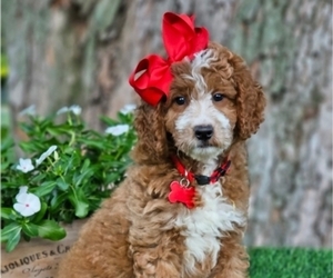Goldendoodle (Miniature) Dog Breeder near INDIANAPOLIS, IN, USA