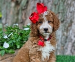 Small breeder photo