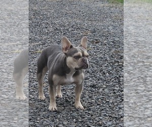 French Bulldog Dog Breeder near EDEN, NC, USA