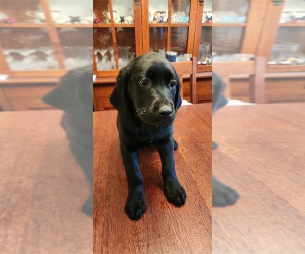 Medium Photo #1  Breeder Profile in GAITHERSBURG, MD, USA