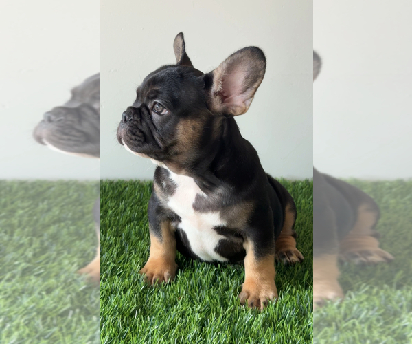 Medium Photo #3  Breeder Profile in ROUND ROCK, TX, USA