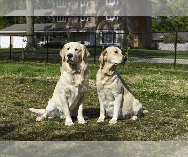 Medium Photo #3  Breeder Profile in OTTUMWA, IA, USA