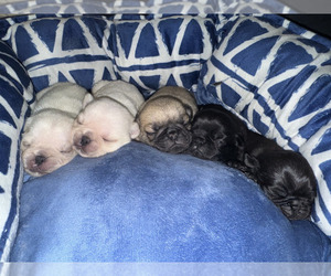 Pug Dog Breeder near BEAVERTON, OR, USA