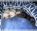 Small breeder photo