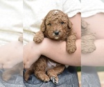 Small #2 Breeder Profile image